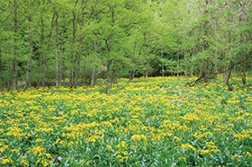 福崎・加西・社発
№9891 余呉湖ハイキング1